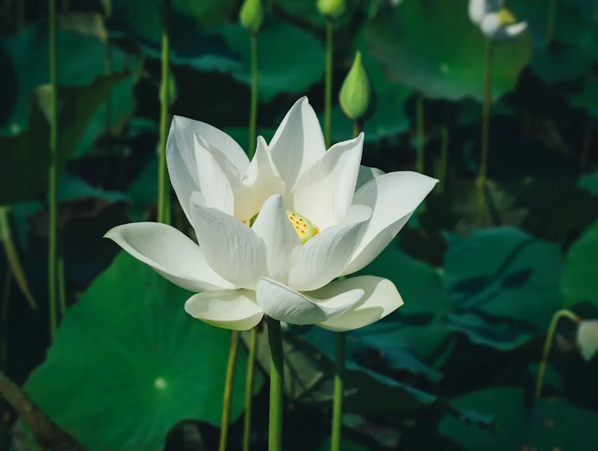 White Lotus Season 4: Bio, Facts, News, and Complete Guide